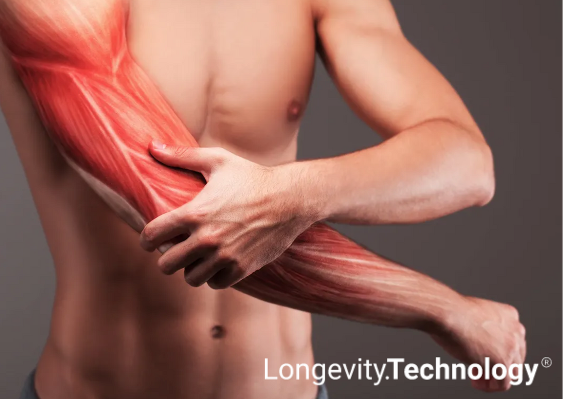 Research shows NMN helps improve muscle recovery and strength